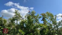 5 MIXED ORNAMENTAL TREES - 4