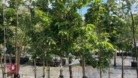 5 MIXED ORNAMENTAL TREES - 5