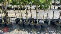 5 MIXED ORNAMENTAL TREES - 6