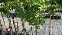 5 MIXED ORNAMENTAL TREES - 7