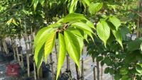 5 MIXED ORNAMENTAL TREES - 8