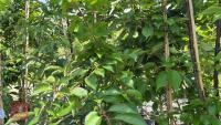 5 MIXED ORNAMENTAL TREES - 9