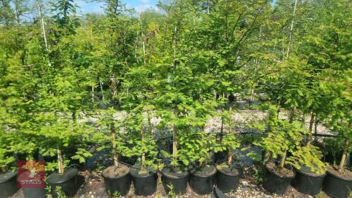 5 METASEQUOIA GLYPTOSTROBOIDES TREES