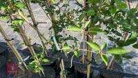 5 MIXED ORNAMENTAL TREES - 8