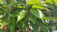5 MIXED ORNAMENTAL TREES - 10