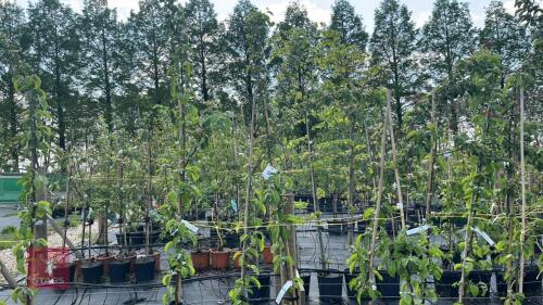 5 MALUS BUTTERBALL TREES