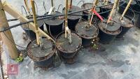 5 SWEET ALFORD CIDER APPLE TREES - 3