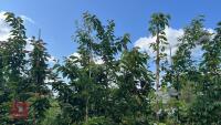 5 MIXED ORNAMENTAL TREES - 3