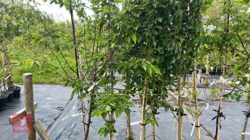 5 MIXED ORNAMENTAL TREES