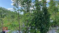 5 MIXED ORNAMENTAL TREES - 5