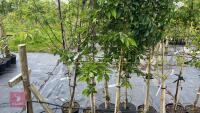 5 MIXED ORNAMENTAL TREES - 6