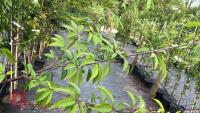 5 MIXED ORNAMENTAL TREES - 9