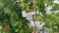 5 MIXED ORNAMENTAL TREES - 11