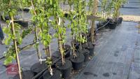 5 MALUS BUTTERBALL TREES - 7