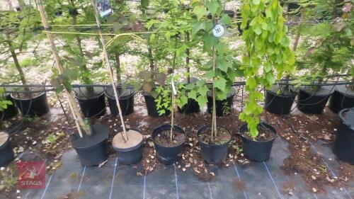 5 MIXED ORNAMENTAL TREES