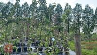 5 MALUS BUTTERBALL TREES - 6
