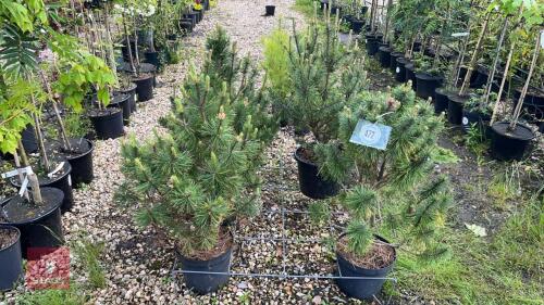 6 PINUS MUGO TREES