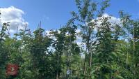 5 MIXED ORNAMENTAL TREES - 2