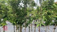5 MIXED ORNAMENTAL TREES - 5