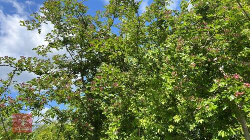 3 CRATAGEUS 'CRIMSON CLOUD' TREES