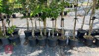 5 MIXED ORNAMENTAL TREES - 4