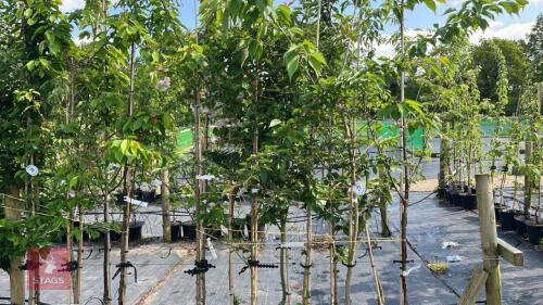 5 MIXED ORNAMENTAL TREES