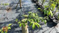 5 MIXED ORNAMENTAL TREES - 6