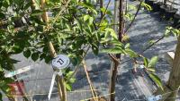 5 MIXED ORNAMENTAL TREES - 7