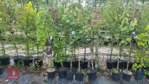 5 MIXED ORNAMENTAL TREES