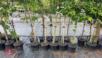 5 MIXED ORNAMENTAL TREES - 5