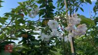 5 MIXED ORNAMENTAL TREES - 9