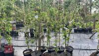 5 MALUS BUTTERBALL TREES - 3