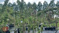 5 MALUS BUTTERBALL TREES - 4