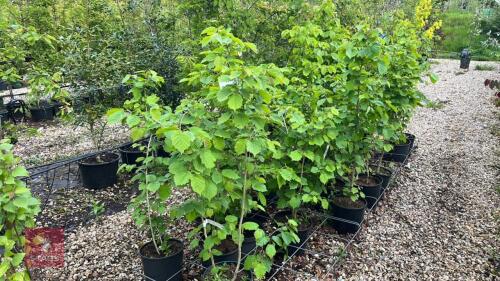 20 COLURNA HEDGING CORYLUS COLURNA TREES
