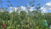 5 MALUS TRANSITORIA TREES - 4