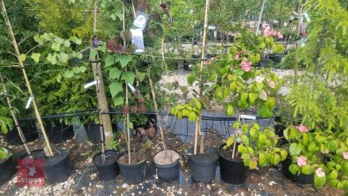 5 MIXED ORNAMENTAL TREES