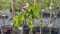 5 MIXED FRUIT TREES - 2