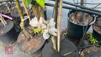 5 MIXED FRUIT TREES - 4