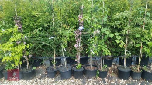 5 MIXED ORNAMENTAL TREES