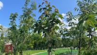 5 MIXED ORNAMENTAL FRUIT TREES - 6