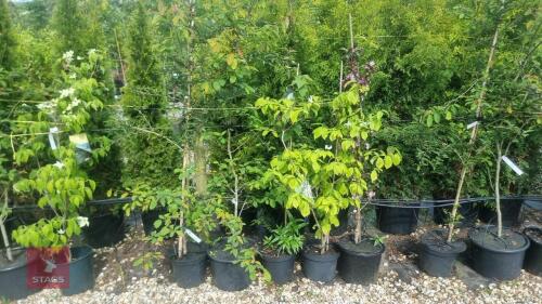 5 MIXED ORNAMENTAL TREES