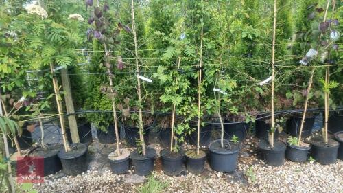 5 MIXED ORNAMENTAL TREES