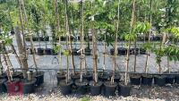 5 SORBUS OLYMPIC FLAME TREES - 2