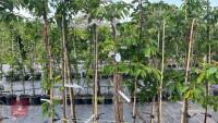 5 SORBUS OLYMPIC FLAME TREES - 3