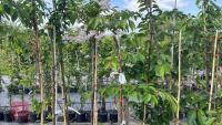 5 SORBUS OLYMPIC FLAME TREES - 4