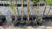 5 SORBUS OLYMPIC FLAME TREES - 5