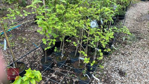 7 CORNUS FLORIDA TREES