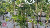 4 SORBUS OLYMPIC FLAME TREES - 2