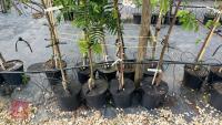4 SORBUS OLYMPIC FLAME TREES - 3