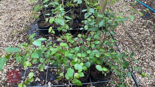 2 BETULA MULTI-STEM SNOW QUEEN
